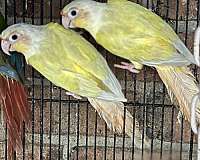 green-cheek-conure-for-sale-in-brooklyn-ny