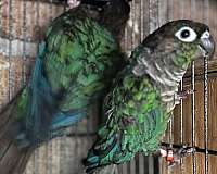 young-green-cheek-conure-for-sale