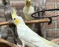 cockatiel-for-sale