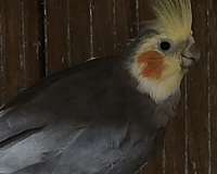 cockatiel-for-sale-in-brooklyn-ny