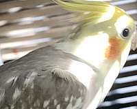 cockatiel-for-sale