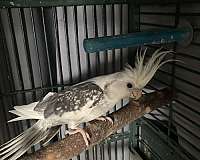 cockatiel-for-sale