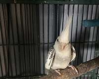 bird-for-sale-in-stockton-ca