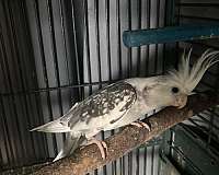 cockatiel-for-sale-in-stockton-ca