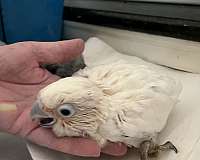 fancy-cockatoo-goffin-cockatoo-for-sale