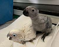 goffin-cockatoo-for-sale