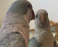 quaker-parrots-for-sale