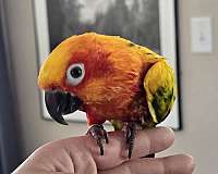 sun-conure-for-sale-in-niskayuna-ny
