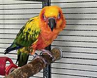 conure-sun-conure-for-sale-in-niskayuna-ny