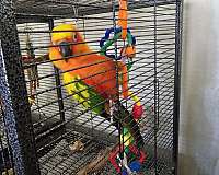 male-bird-for-sale-in-niskayuna-ny