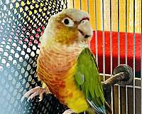 green-cheek-conure-for-sale