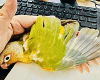 green-cheek-conure-for-sale-in-north-hollywood-ca