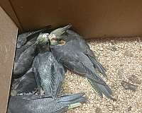 tame-bird-for-sale-in-bolton-ct