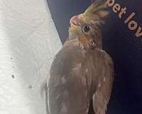 cockatiel-for-sale