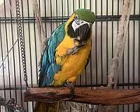 macaw-blue-gold-macaw-for-sale-in-harrisburg-pa