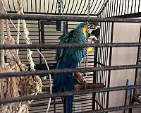 macaw-for-sale