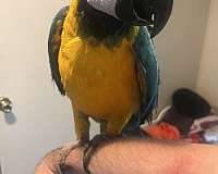 macaw-for-sale-in-harrisburg-pa