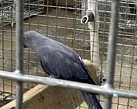 purple-bird-for-sale-in-okla-city-ok