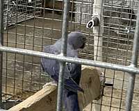 medium-bird-for-sale-in-okla-city-ok