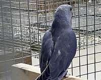 female-bird-for-sale-in-okla-city-ok