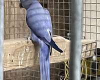 ringneck-parakeet-for-sale