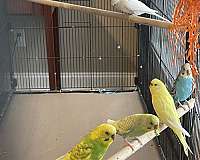 young-bird-for-sale-in-lawrenceburg-ky