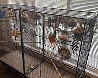 budgerigar-parakeet-for-sale-in-lawrenceburg-ky