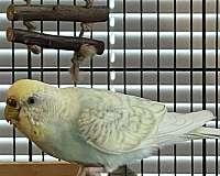 albino-bird-for-sale-in-lawrenceburg-ky