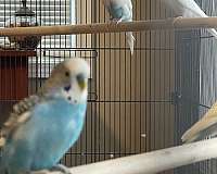 grey-bird-for-sale-in-lawrenceburg-ky