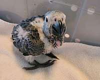 congo-african-grey-parrot-for-sale-in-dixon-ca