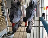 tame-bird-for-sale-in-dixon-ca