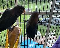 lovebird-for-sale-in-catonsville-md