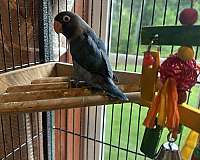 blue-bird-for-sale-in-catonsville-md