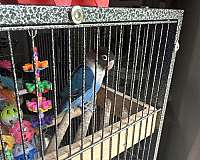 small-bird-for-sale-in-catonsville-md