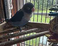 baby-bird-for-sale-in-catonsville-md