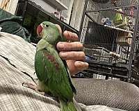 male-female-bird-for-sale-in-elizabeth-in