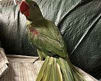 alexadrine-parakeet-for-sale