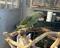 baby-alexadrine-parakeet-for-sale