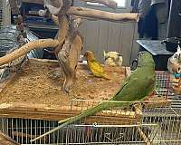 male-female-bird-for-sale