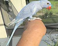 bird-for-sale-in-dade-city-fl