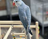 ringneck-parakeet-for-sale
