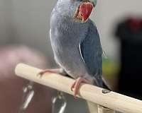 ringneck-parakeet-for-sale-in-dade-city-fl