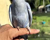 baby-bird