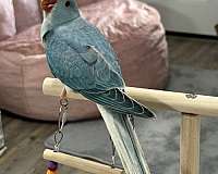 baby-ringneck-parakeet-for-sale