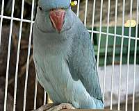 rose-parakeet-ringneck-parakeet-for-sale