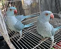 white-parakeet-ringneck-parakeet-for-sale