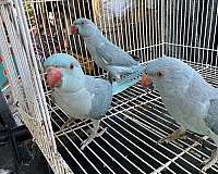 companion-pet-parakeet-ringneck-parakeet-for-sale