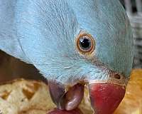 blue-bird-for-sale