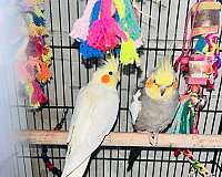 cockatoo-for-sale-in-bethlehem-pa