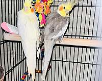 cockatoo-for-sale